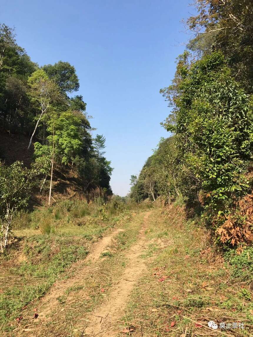 莫止茶社习茶笔记008南糯新贵拔玛茶