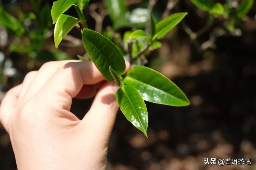 「干货分享」详解云南临沧勐库冰岛茶