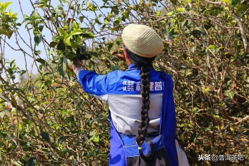 茶山日记丨临沧永德忙肺古茶山（1）