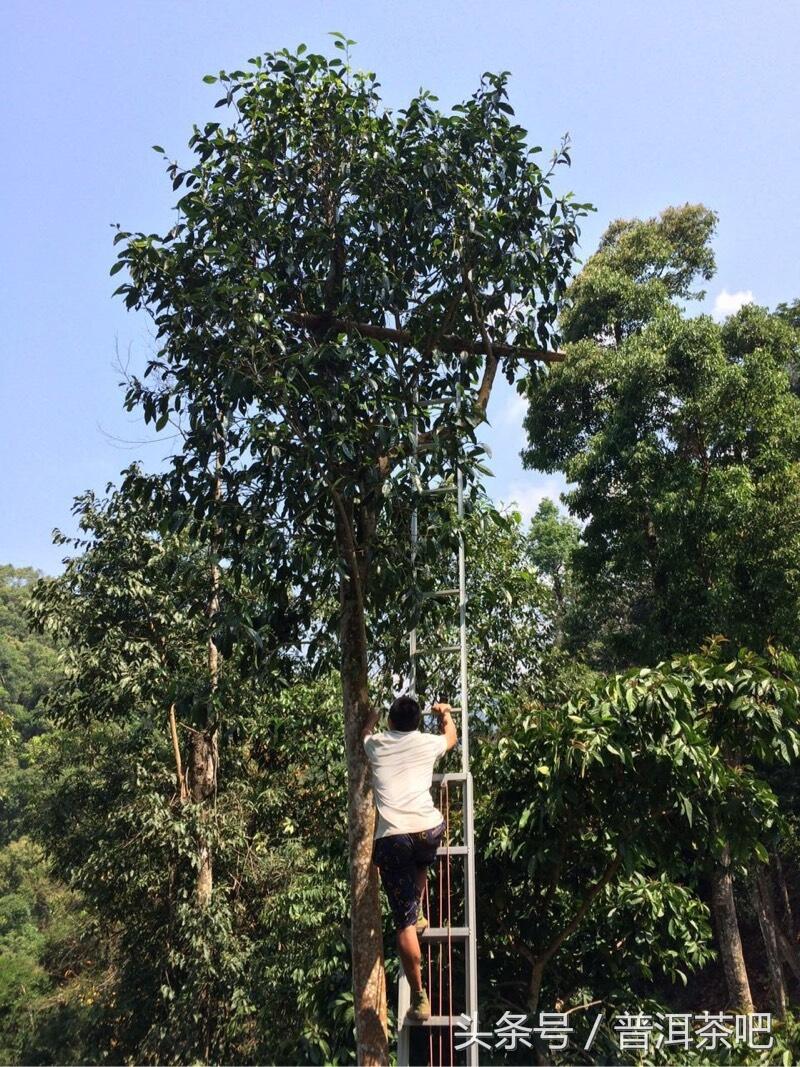 茶吧小分队，巡山之桐箐河