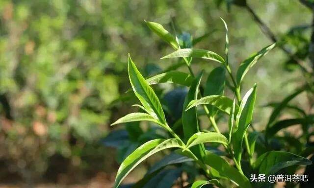 「干货分享」普洱茶山记之临沧昔归茶山行