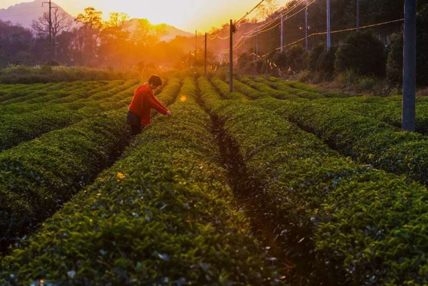 为什么小茶农眼里的茶叶等同于树叶？