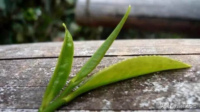 【刀哥说茶】云南小叶种茶，从没落到回归