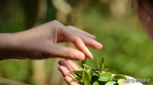 【干货分享】古六大茶山之倚邦古茶山