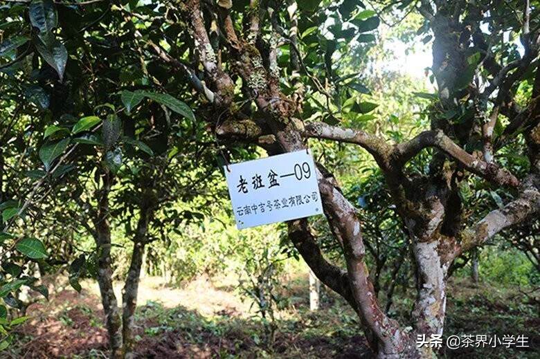 中吉号：主营普洱茶，新三板存续时间最短、第1个主动摘牌的茶企