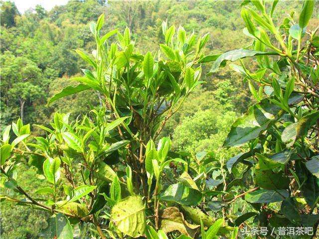 2018普洱茶吧茶山行日记丨勐宋那卡古茶园（二）