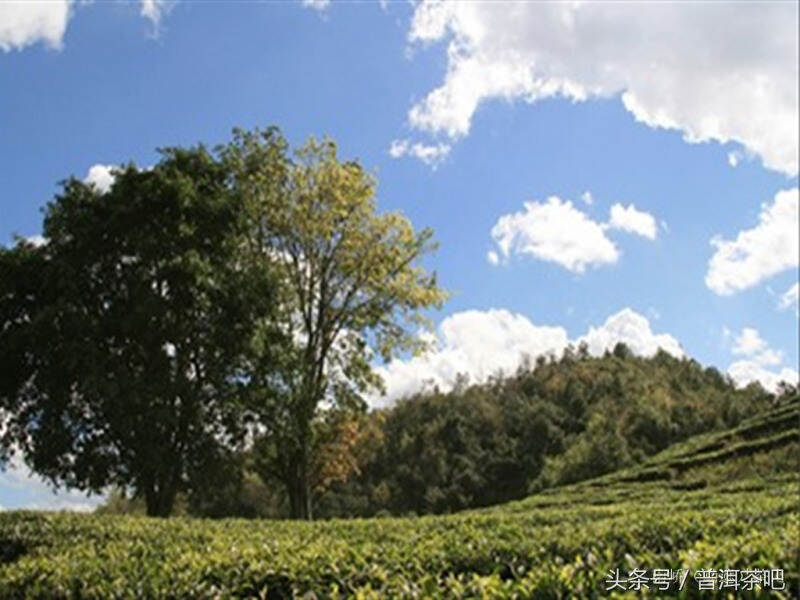 普洱穷根问山头——新六大茶山茶性特点