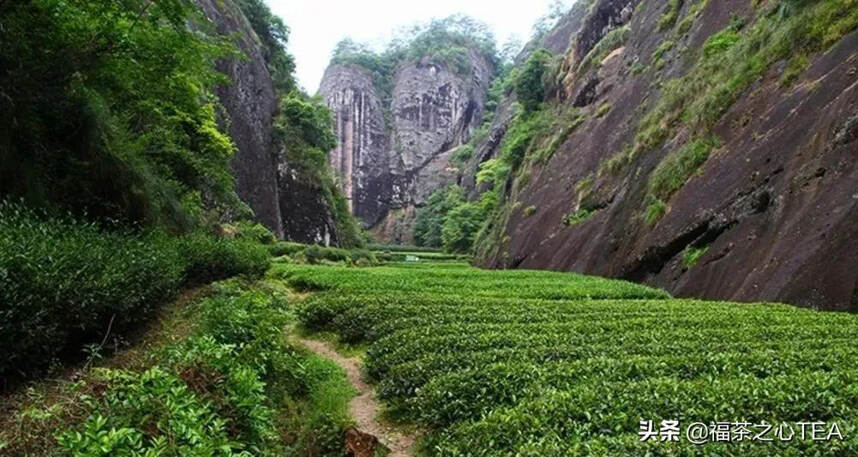 福茶推荐 | 武夷传统名茶“鬼洞石乳”