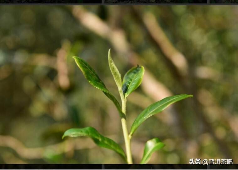 「每日一茶」| 发烧级茶友必备——易武·薄荷塘