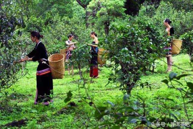 要怎么样才算懂普洱茶？