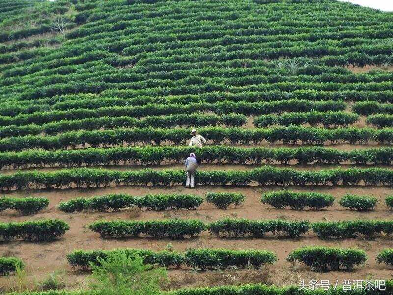 别让“古树”成为普洱茶“负资产”