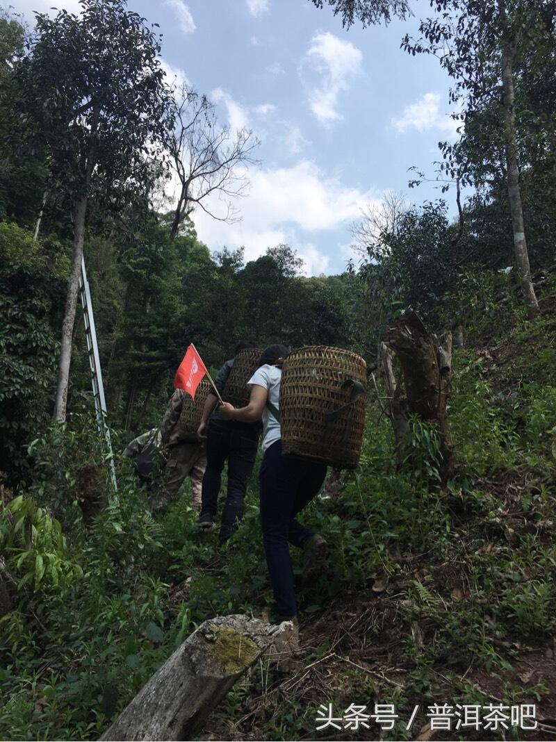 茶吧小分队，巡山之桐箐河