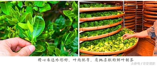 六大茶类——常见名优乌龙茶（青茶）