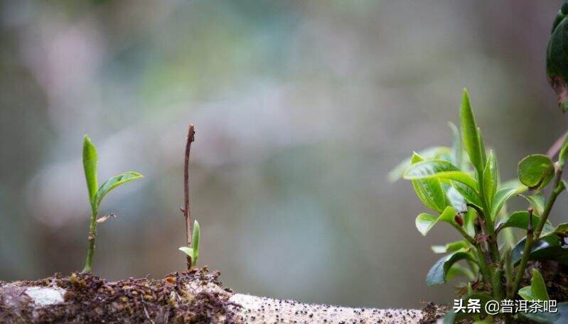 「干货分享」关于古树茶和台地茶，你需要的知识全在这里了