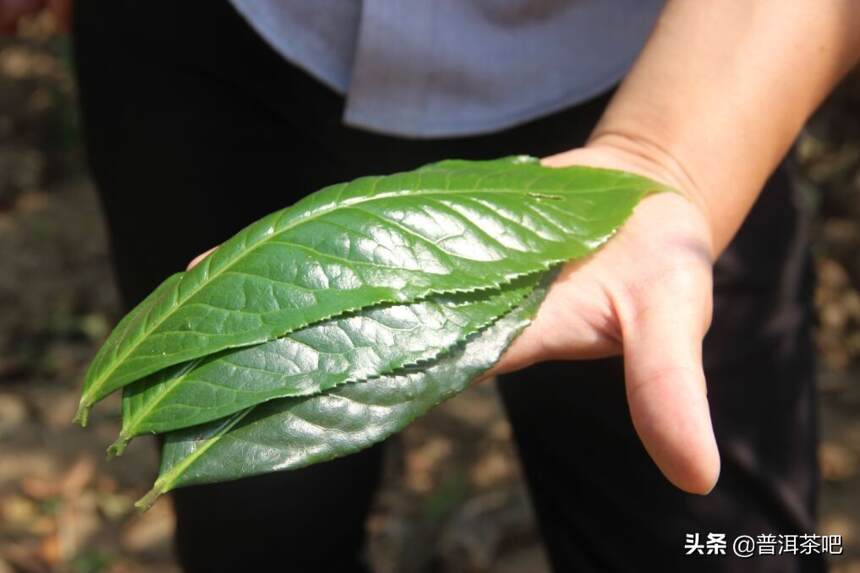 ‖影响普洱茶不能在后期良好转化的三大元凶