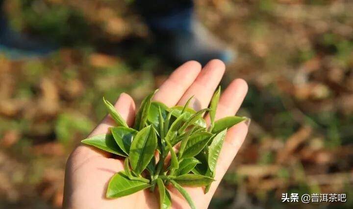 「干货分享」倚邦，云南大叶种的异类（云南大叶种？倚邦有话说）