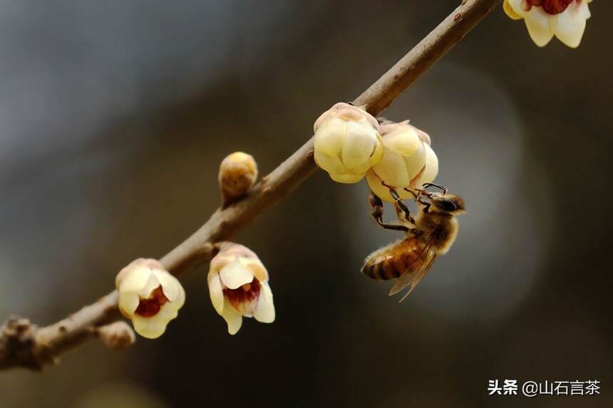 茶事 | 节气茶之惊蛰