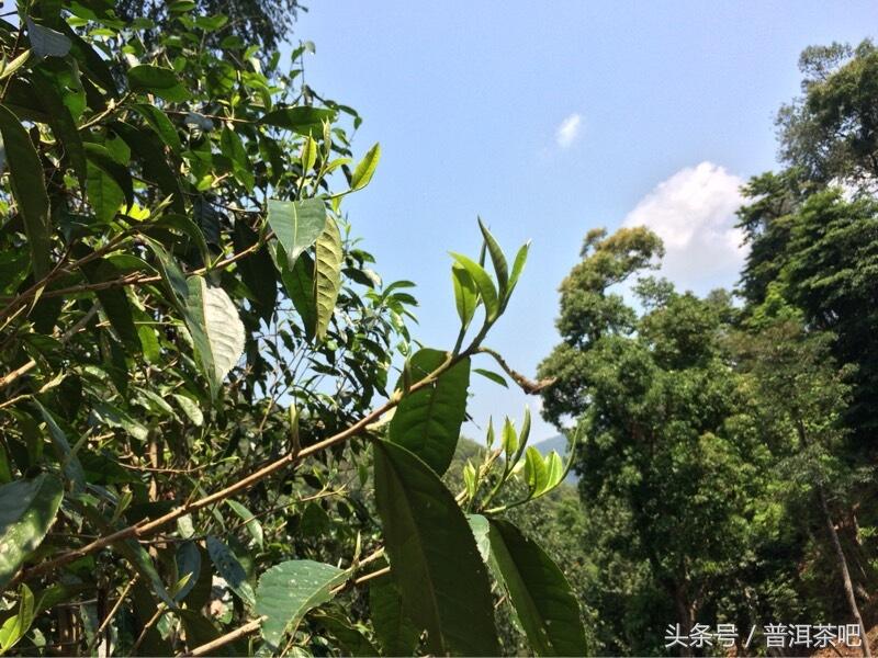 茶吧小分队，巡山之桐箐河