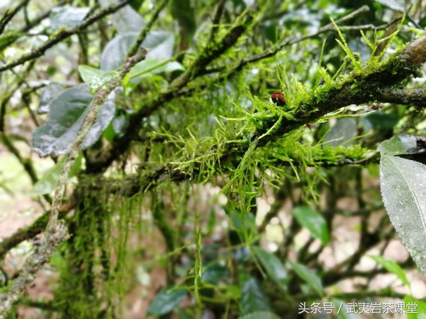 江湖茶事：被老玩家们玩“老”的茶和玩“坏”的天价