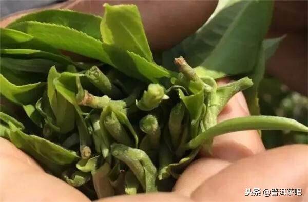 普洱茶的梗丨不以级别论英雄