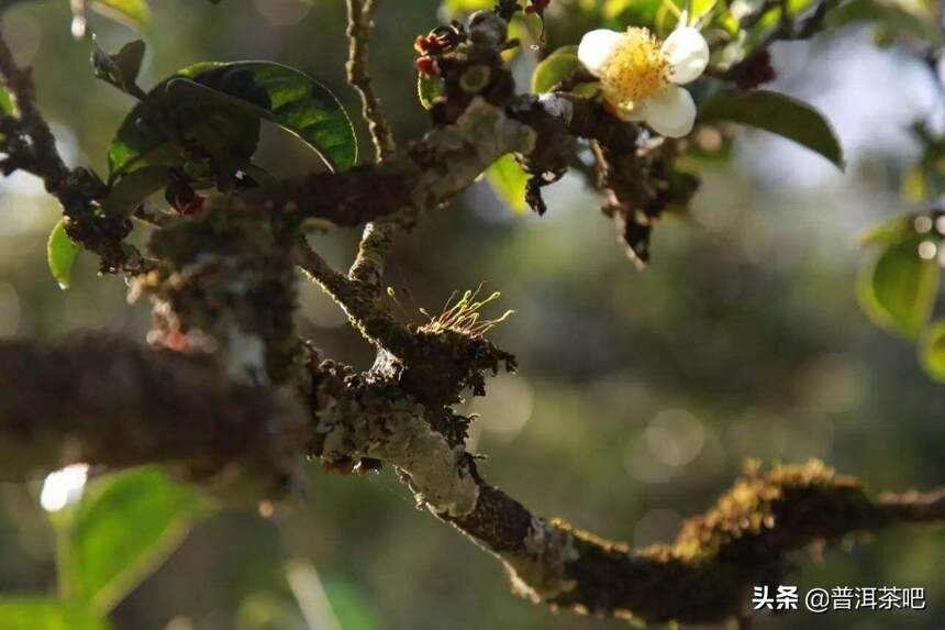 「干货分享」详解普洱茶茶树种类分类