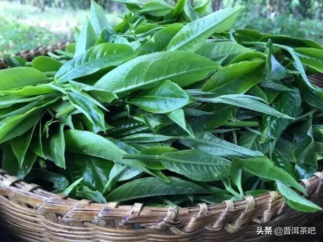 春茶“求早”还是“求好”