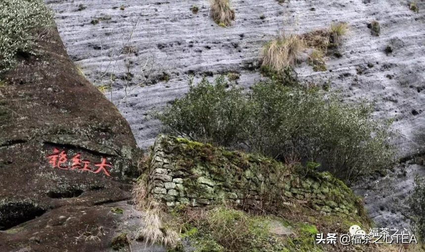 福建之茶 | 大红袍差点遭遇灭顶之灾，幸亏有了这两次改名