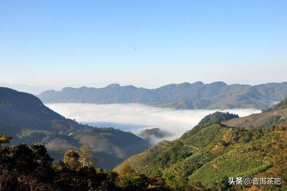 白水清：麻黑茶最出名的是焦糖香