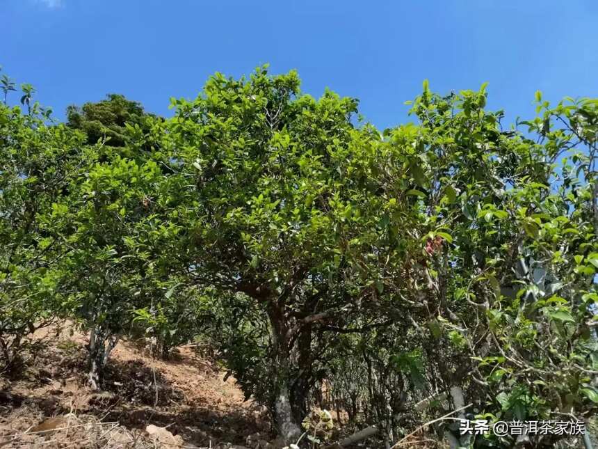 临沧最有名气普洱茶山有哪些