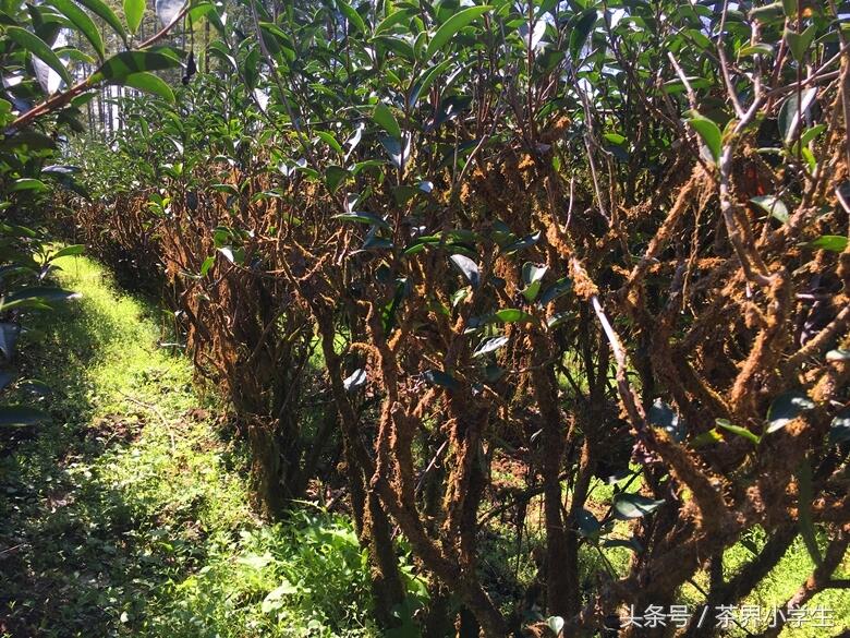 春茶快到了哟，这10张照片带你看福建的茶园春光