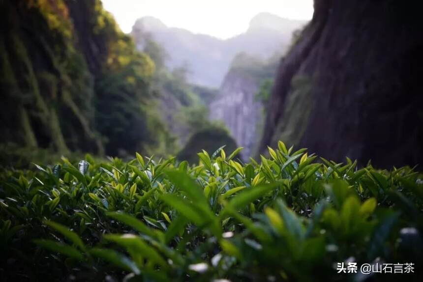 好茶需要什么样的种植环境？