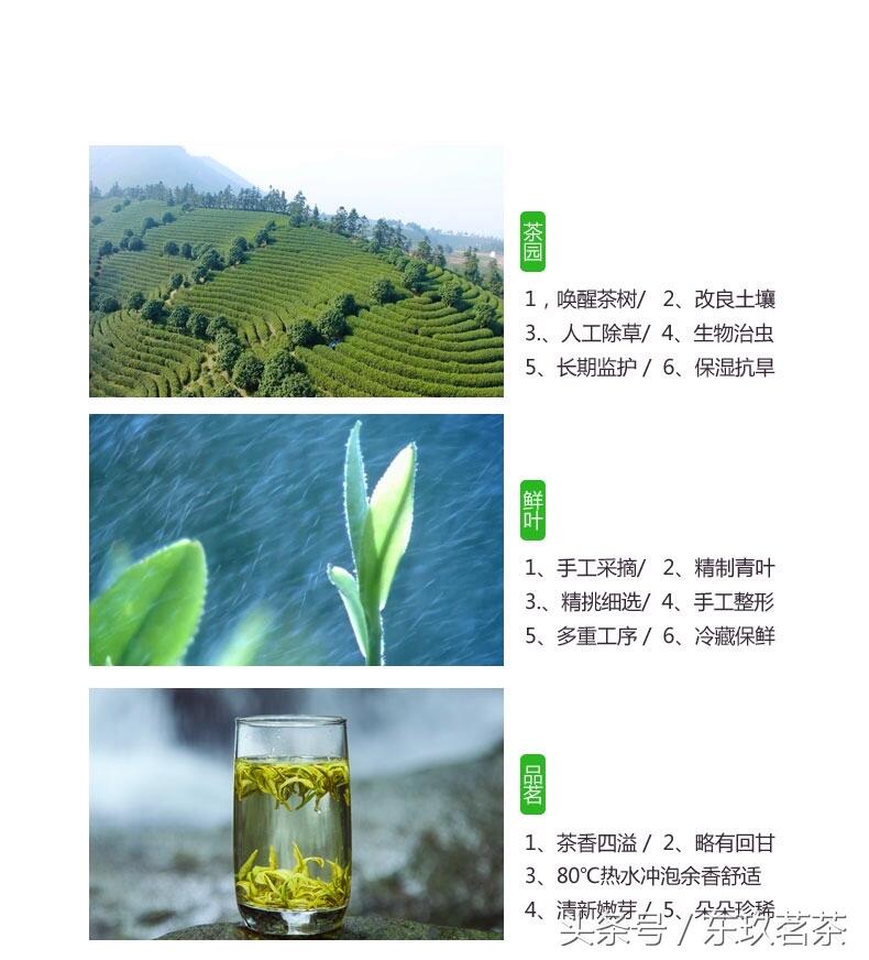 茶中珍品15——安吉白茶