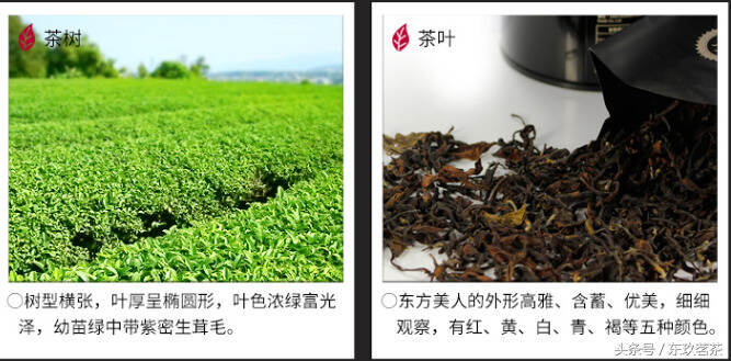 茶中珍品48——台湾东方美人茶（香槟乌龙，干茶有5种颜色相间）