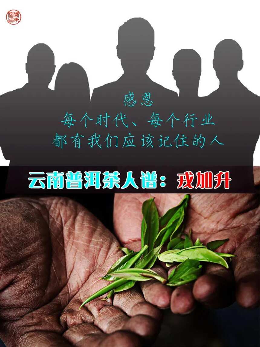 云南普洱茶人谱｜戎加升