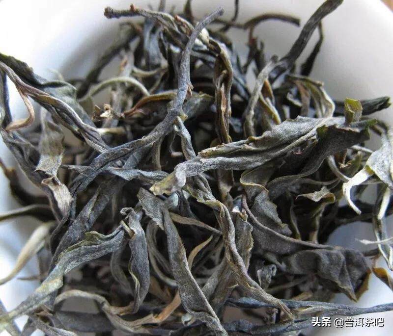 「干货分享」关于古树茶和台地茶，你需要的知识全在这里了