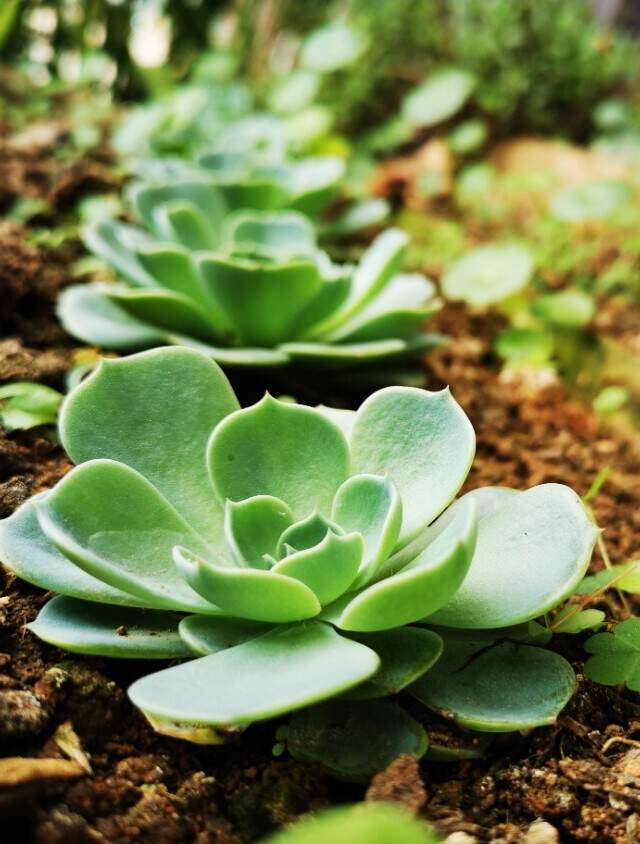 普洱茶出现“水味”多半是这几种情况