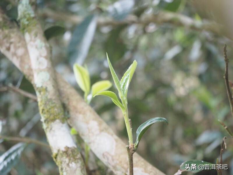 茶图丨易武落水洞的茶树与茶汤