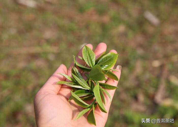 谁说茶汤浑浊的都不是好普洱？