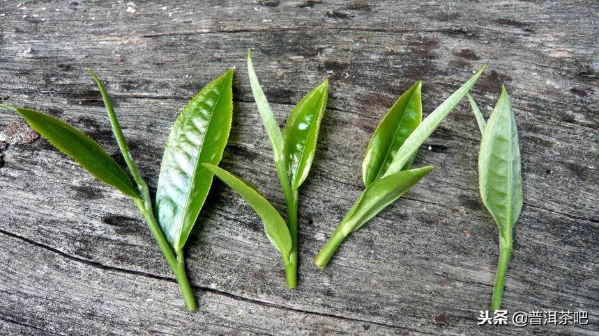 普洱茶的辨识，从茶菁和毛茶开始