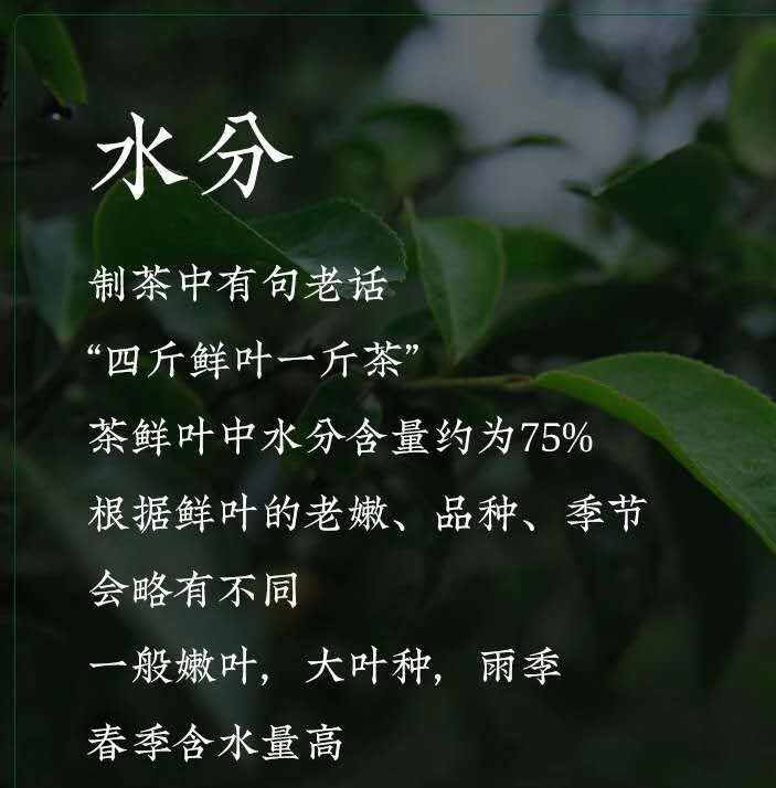 9张图片带你了解普洱茶的内含物质及相关的作用