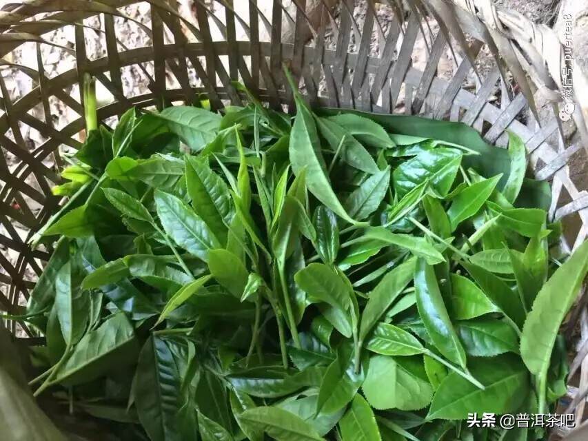 ‖普洱茶制作工艺中“萎凋”的目的是什么？