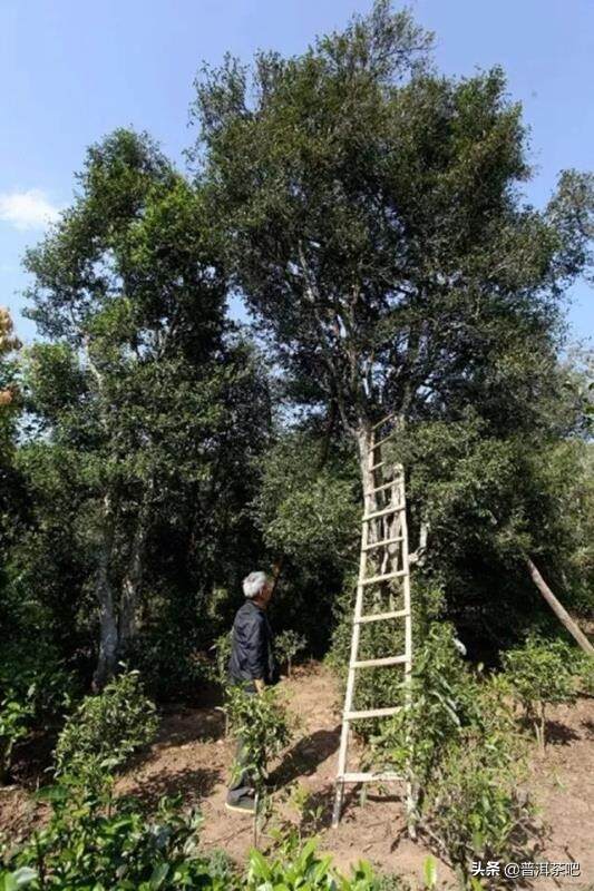 古树茶就一定耐泡么？