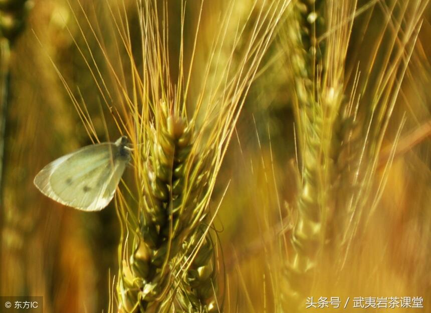 跟着节气去饮茶｜小满未满，茶已备好，正是喝茶好时节