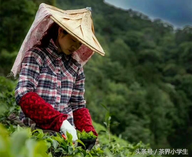 西湖龙井，有哪些品种，那个地方最正宗？看这篇文章就够了！