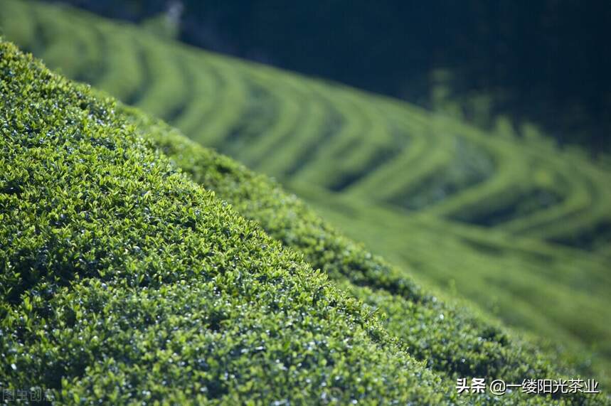 淘宝上几十块钱的茶叶是怎么来的？茶科普️