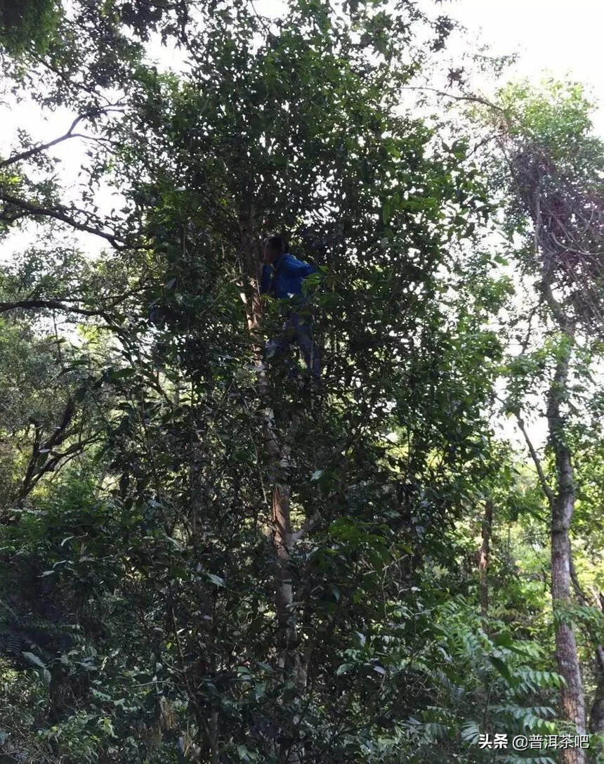 【干货分享】普洱茶一村一寨之易武麻黑村刮风寨普洱茶