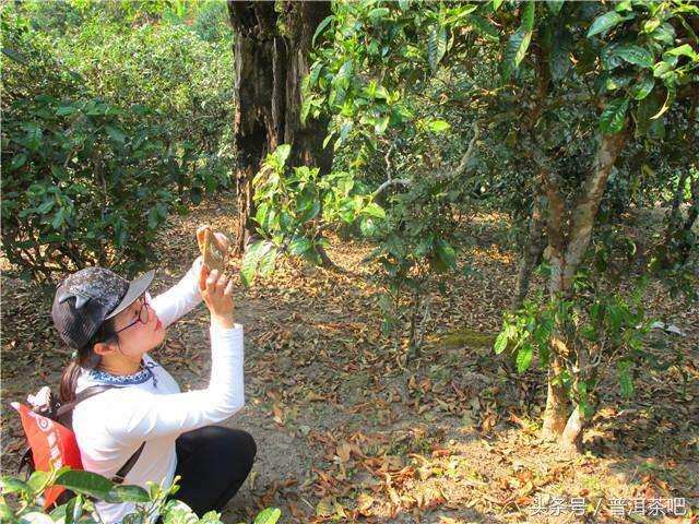 2018普洱茶吧茶山行日记丨勐宋那卡古茶园（二）