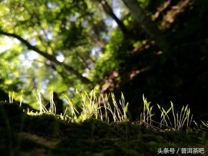 如果寻茶只是一场旅行：2017秋季普洱茶山岁月