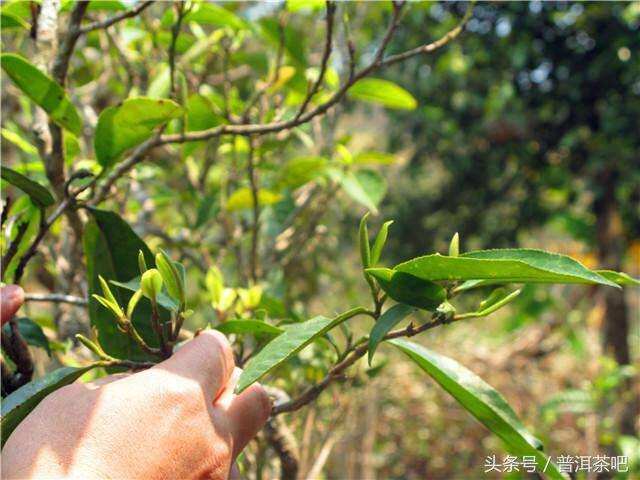 2018普洱茶吧茶山行日记丨勐宋那卡古茶园（二）