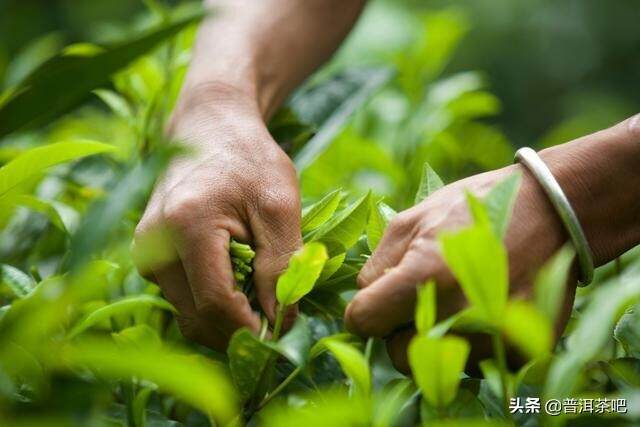 我对“好普洱茶”的理解